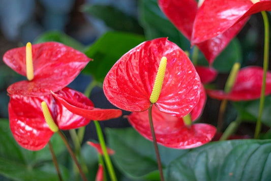 Cum faci Anthurium sau floarea flamingo sa infloreasca tot anul